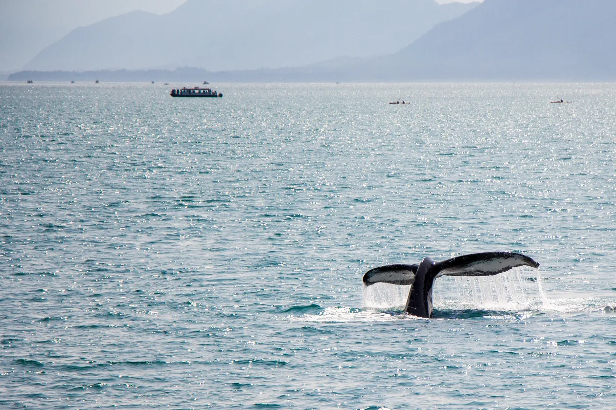 Whale Watching in Alaska What to Expect